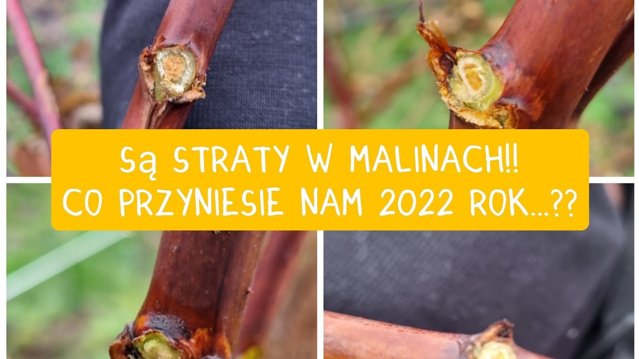 Jaki będzie 2022 rok?? Szkody w malinach już są !!