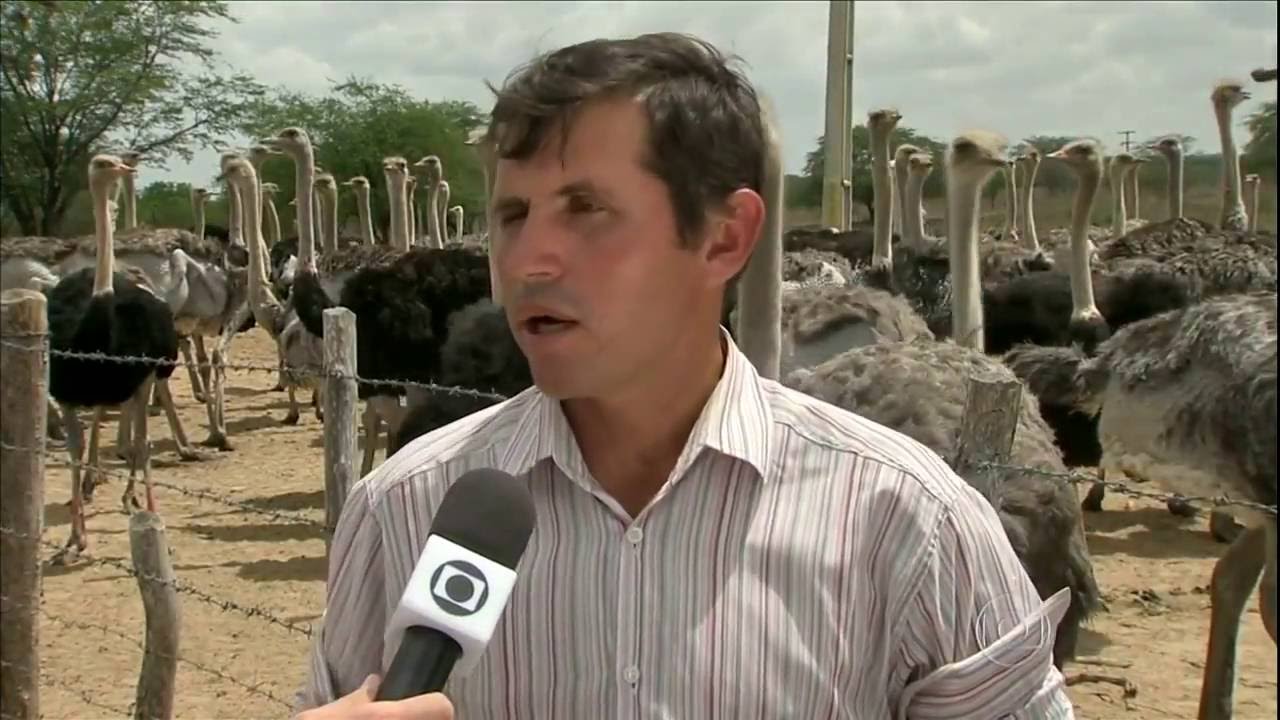 PLUMAS E PENAS .COM - Matéria: Globo Rural - Fazenda no Ceará aposta na criação de avestruz