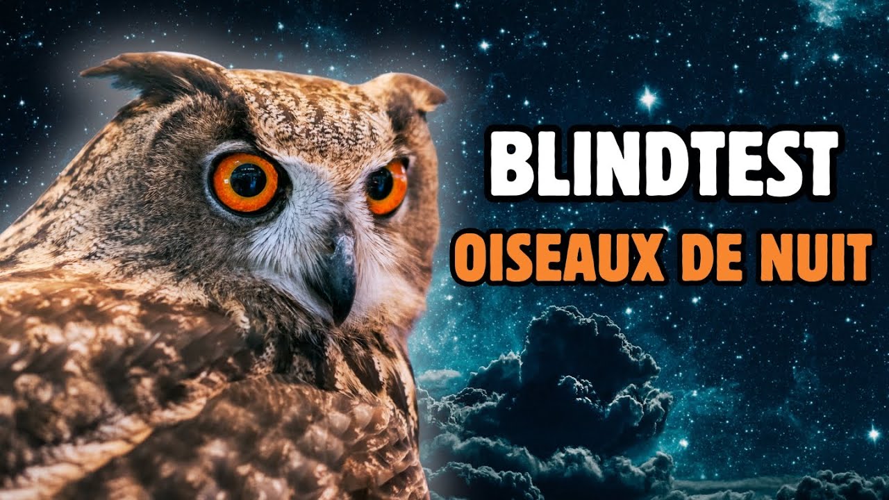 Reconnaître les chants d'oiseaux de nuit spécial CHOUETTE et HIBOU - Blindtest seconde édition 