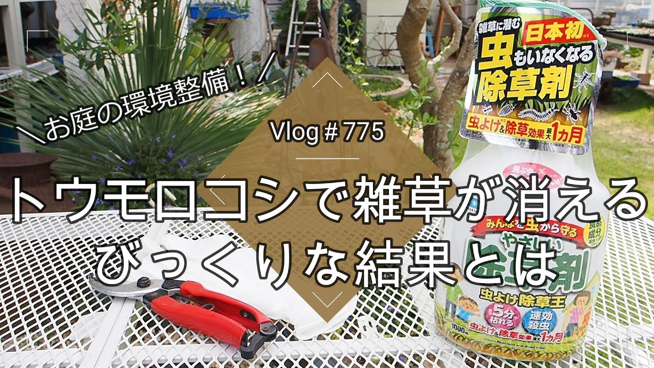 【Vlog775】【ガーデニング】安全な食品成分で雑草が消滅する除草剤🌱ガーデニングは引き算が大事【風通しのいい庭作り】【多肉棚】【オリーブ】【ラベンダー】