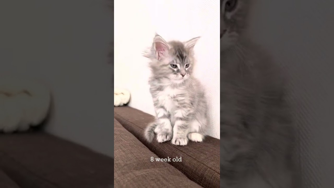 Growth dynamics of Maine Coon kittens in short videos.