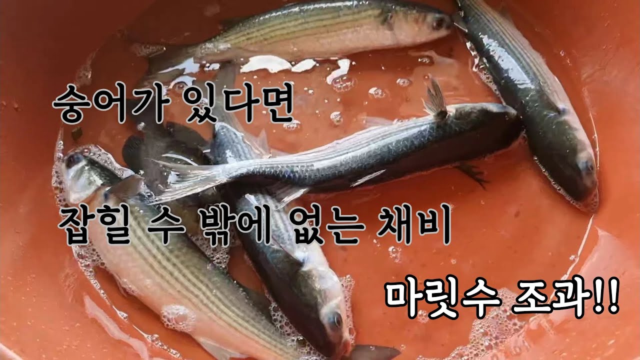 현지인 채비법으로 숭어 낚시 해보니..대단한 효과가..! fish