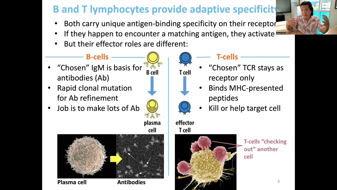 Lecture 11 - T Cell Types and Responses II