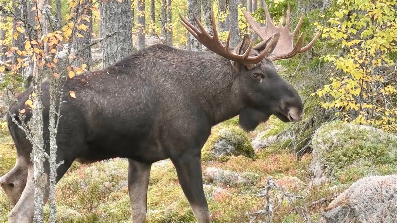 &Auml;LGLOCK / MOOSE CALLING / ELGLOKKING 2024