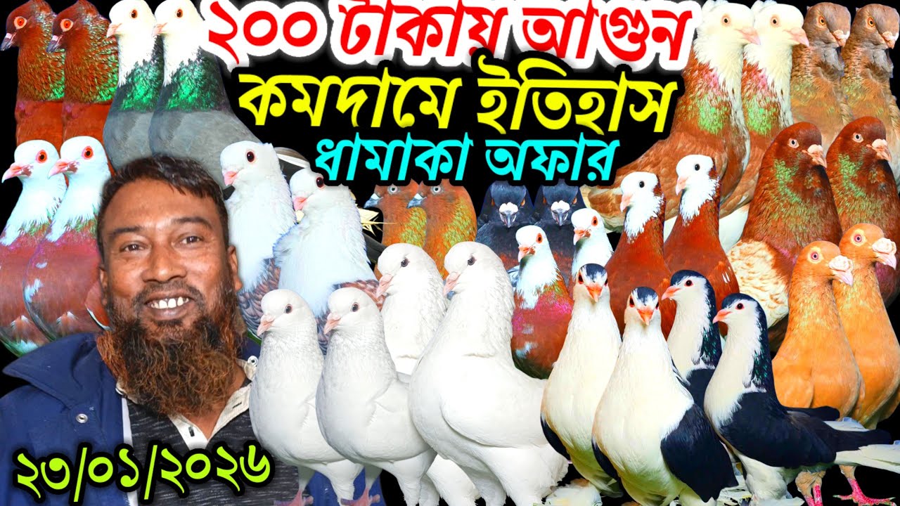 ২০০ টাকায় আগুন কমদামে ইতিহাস সেরা রাজকীয় কবুতর বিক্রি হবে জলিল ভাইয়ের কবুতর ফেন্সি রেসার গোল্লা