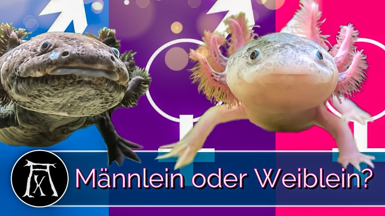 Axolotl Geschlechtsbestimmung: So erkennst du,  WEN du da vor dir hast