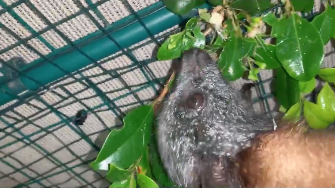 Flying-fox aviary daily life:  Mrs Crosspatch and baby Boss, Lithium and baby Lithos