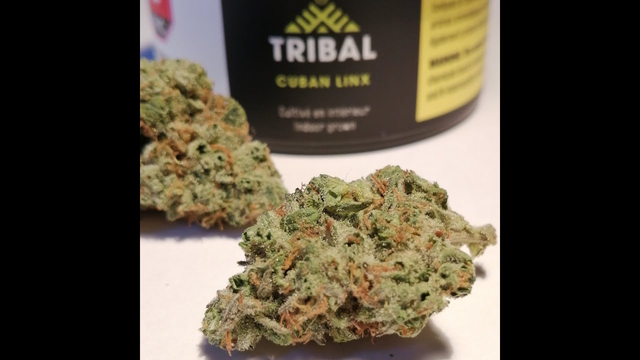SQDC Weed Review #291 Cuban Linx de Tribal