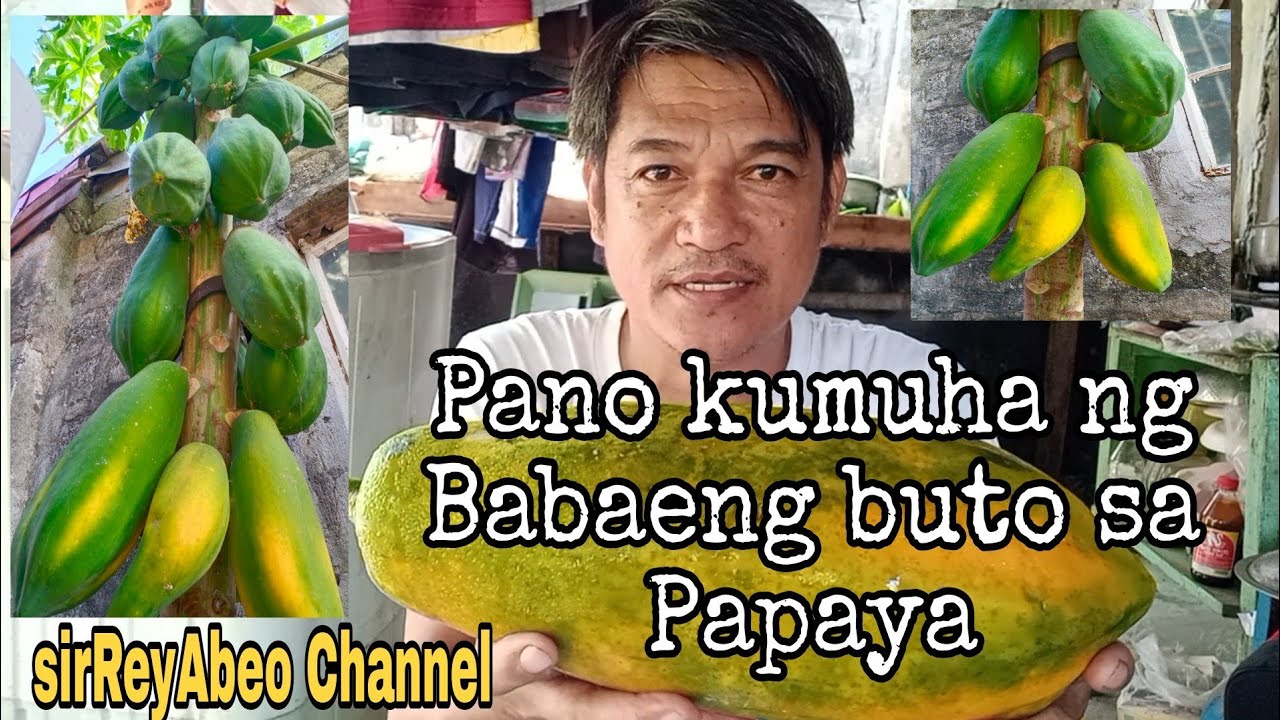 Paano mo malalaman kung BABAE at HEALTHY ang buto sa loob ng papaya l watch&learn