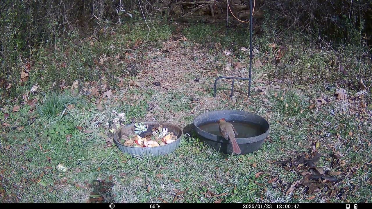 Trail Cam 2026 JAN 23