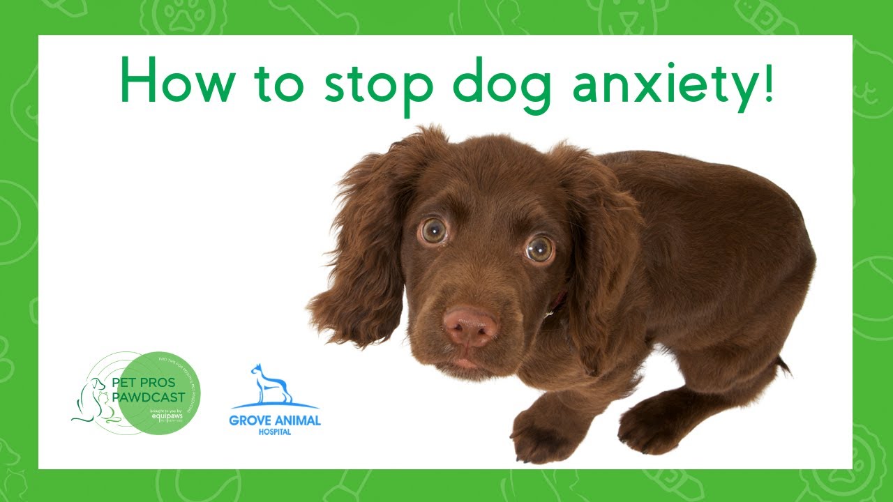 Stop dog anxiety! Easy tips to help fear and separation anxiety in dogs!