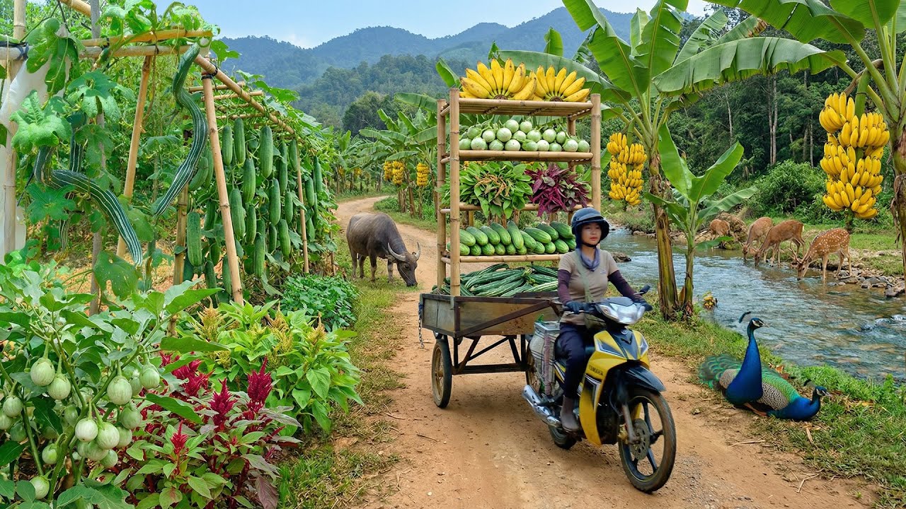 Harvest A Truckload Of Snake Gourd, Cucumber, Amaranth, Green Eggplant, Banana From My Farm To Sell