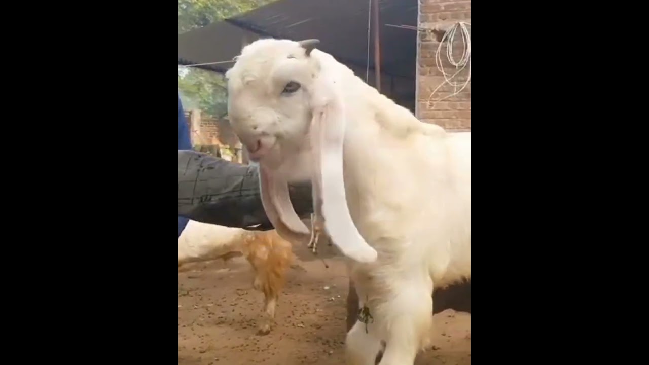 ओल्ड ब्लडलाइन जमुनापारी बकरी हंसा 