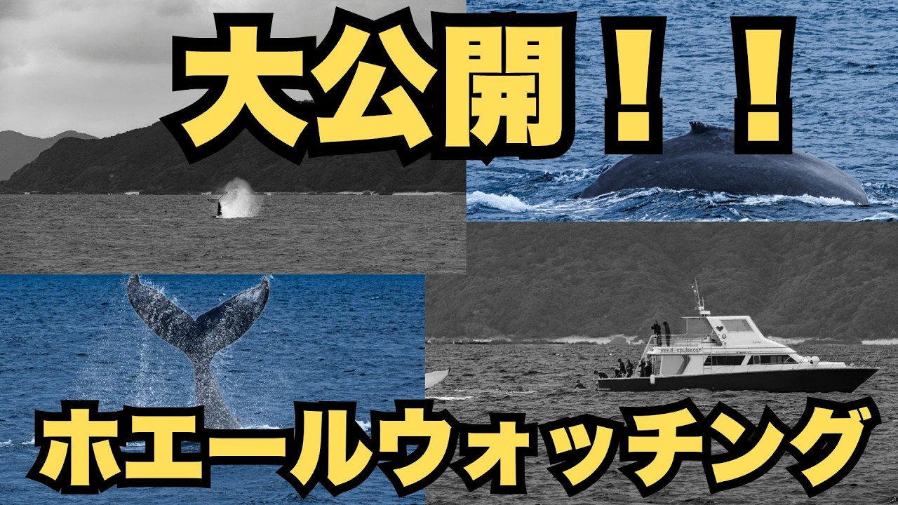 沖縄で切り撮ったクジラの写真！やっと4枚公開出来た！！