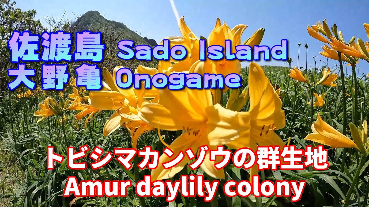 4K「佐渡島」トビシマカンゾウの群生地、大野亀・二ッ亀（新潟県） Amur daylily (Tobishima kanzo) colony