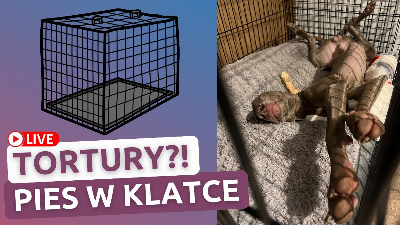 Cała prawda o KLATCE kennelowej #pies #rodzinnypies #behawiorysta #więzienie