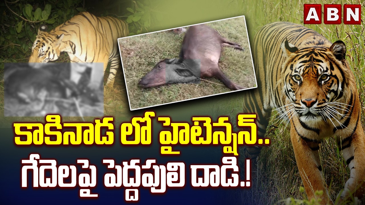 కాకినాడ లో హైటెన్షన్..గేదెలపై పెద్దపులి దాడి.! | Tiger Roaming At Kakinada District | ABN