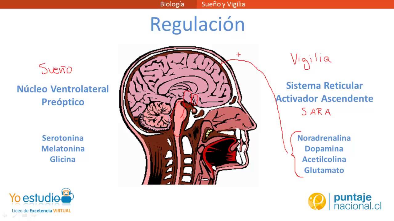 Sueño y Vigilia