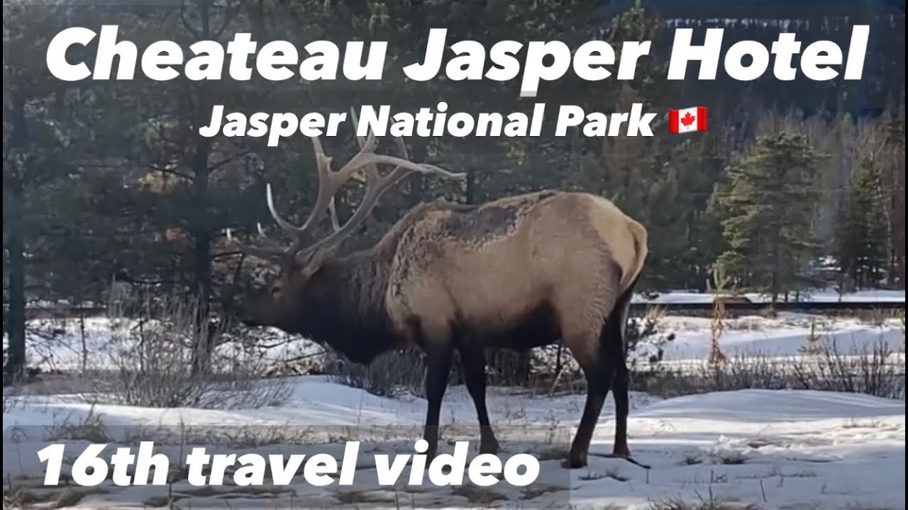 Cheateau Jasper Hotel Review Jasper National Park Canada