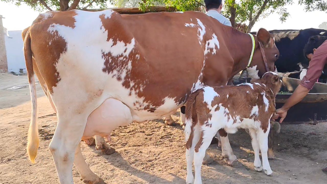 Red Friesian cow | Friesian chulstani cross cow for sale | 03/11/2025