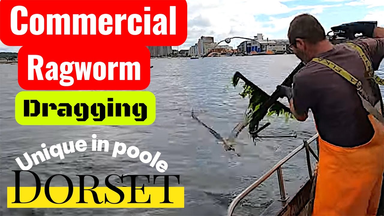 Commercial Ragworm Dragging Unique To Poole In Dorset