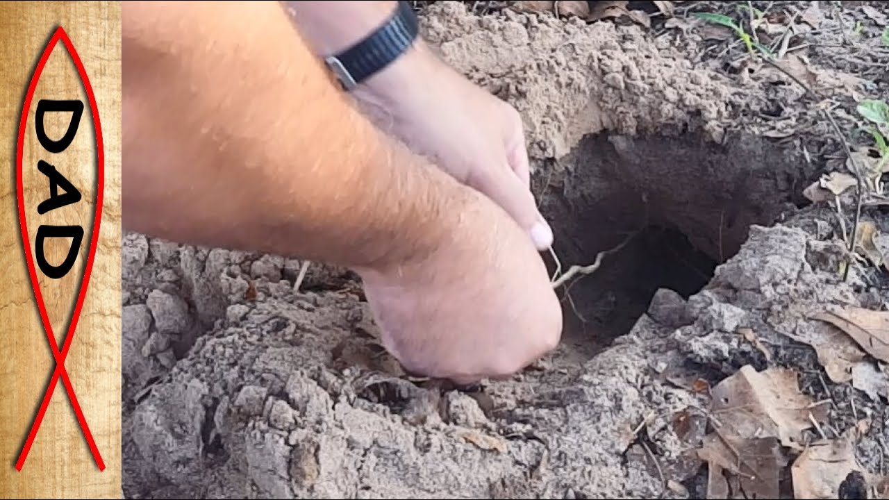 Gophers, Moles, and Voles tips and tricks to get rid of them all!