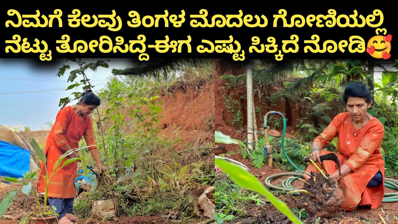 ನಿಮಗೆ ಕೆಲವು ತಿಂಗಳ ಮೊದಲು ಗೋಣಿಯಲ್ಲಿ ನೆಟ್ಟು ತೋರಿಸಿದ್ದೆ-ಈಗ ಎಷ್ಟು ಸಿಕ್ಕಿದೆ ನೋಡಿ🥰|Kannada Recipe 