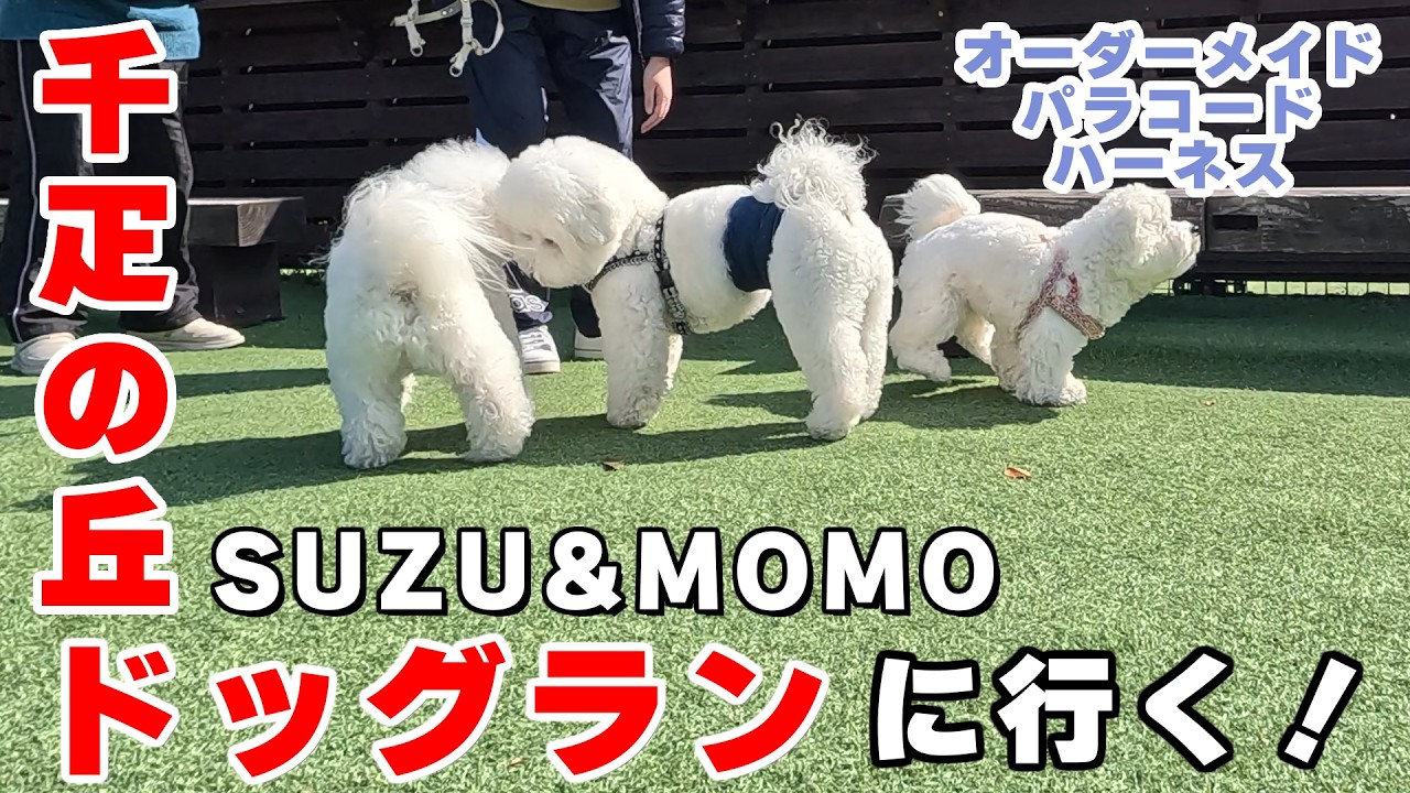 【香川県 千疋の丘】白もふビション ドッグランに行く！～白もふビションSUZU＆MOMO　犬との暮らし　ワンちゃんの友達