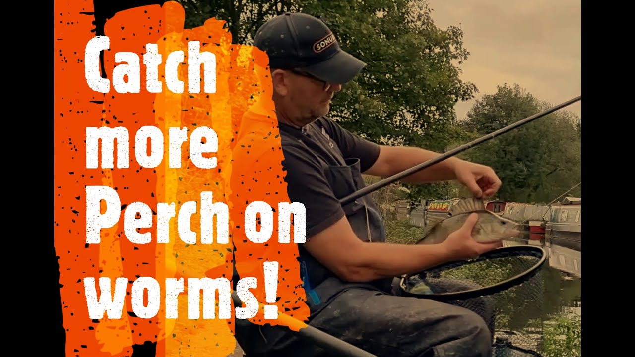 Catch more Perch on worms
