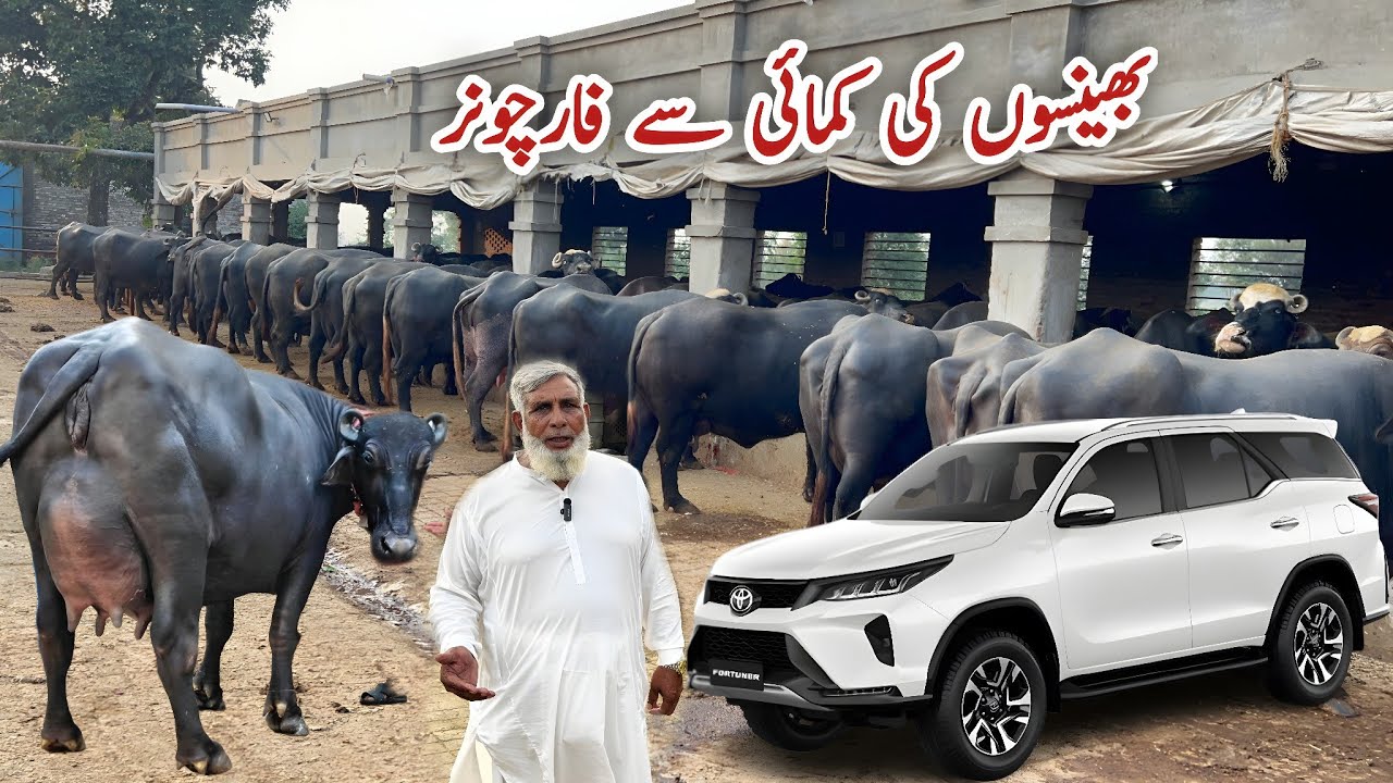 Shoaib Bhinder Dairy Farm | Bhainso ki Income sy Fortuner | Buffalo Farming | Dairy Farming Business