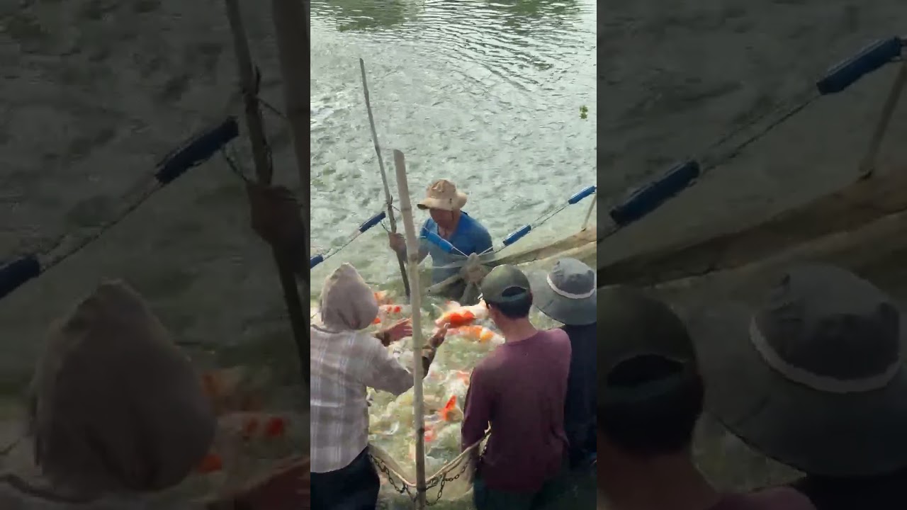 Trại E tiếp tục kéo cá koi f1 nhật,.. mời cả nhà lên đơn,..Cảm ơn ạ,..