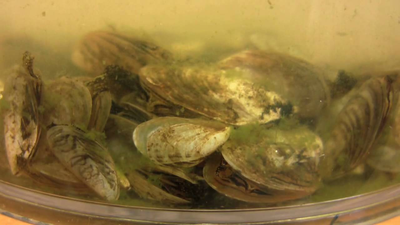Quagga Mussels Feeding--Sped Up 10x