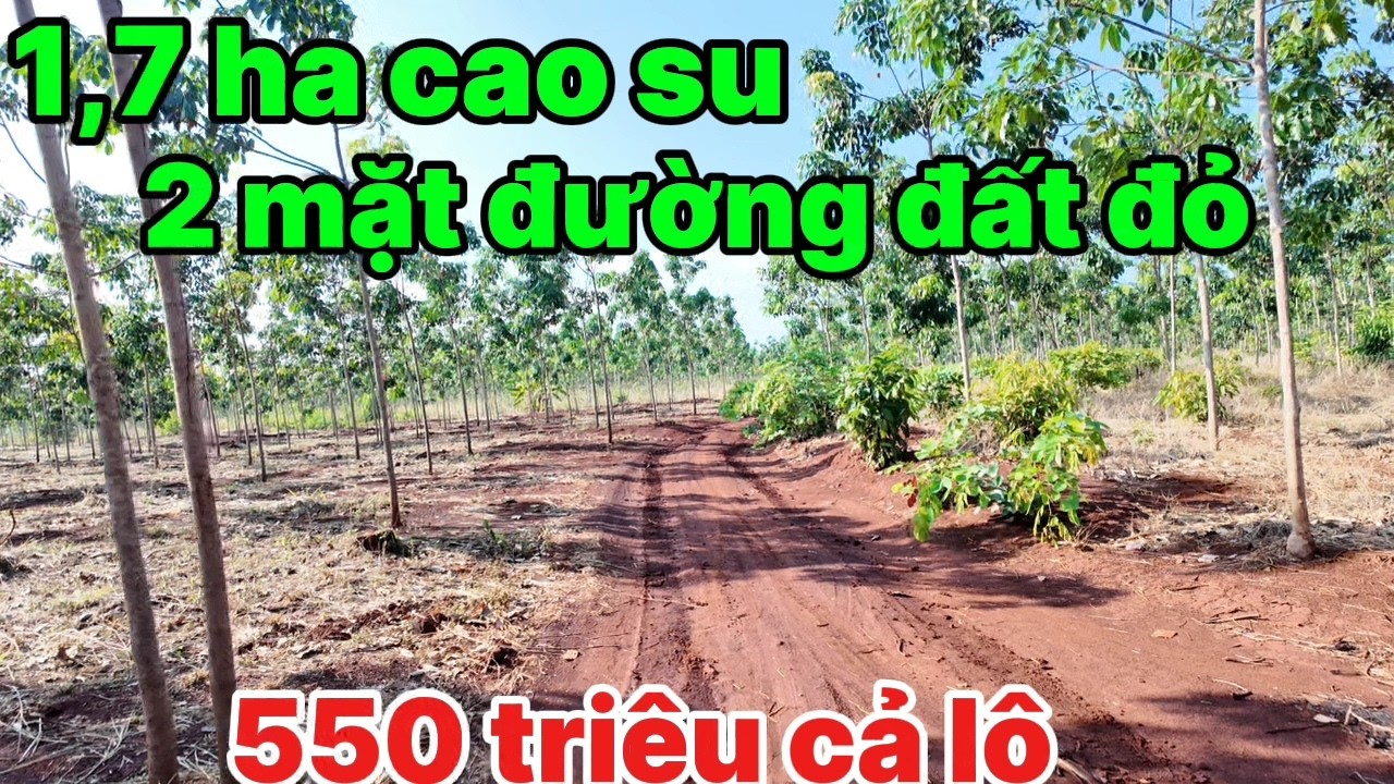 05, quá ngộp 1,7 ha đất đỏ 2 mặt đường giá 550 cả lô, bằng như sân bay rẻ nhất thị trường