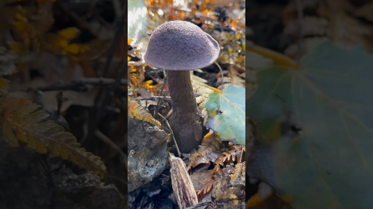 Zasłonak fioletowy. #forest #mushroom #las #fungi #houby #grzyby