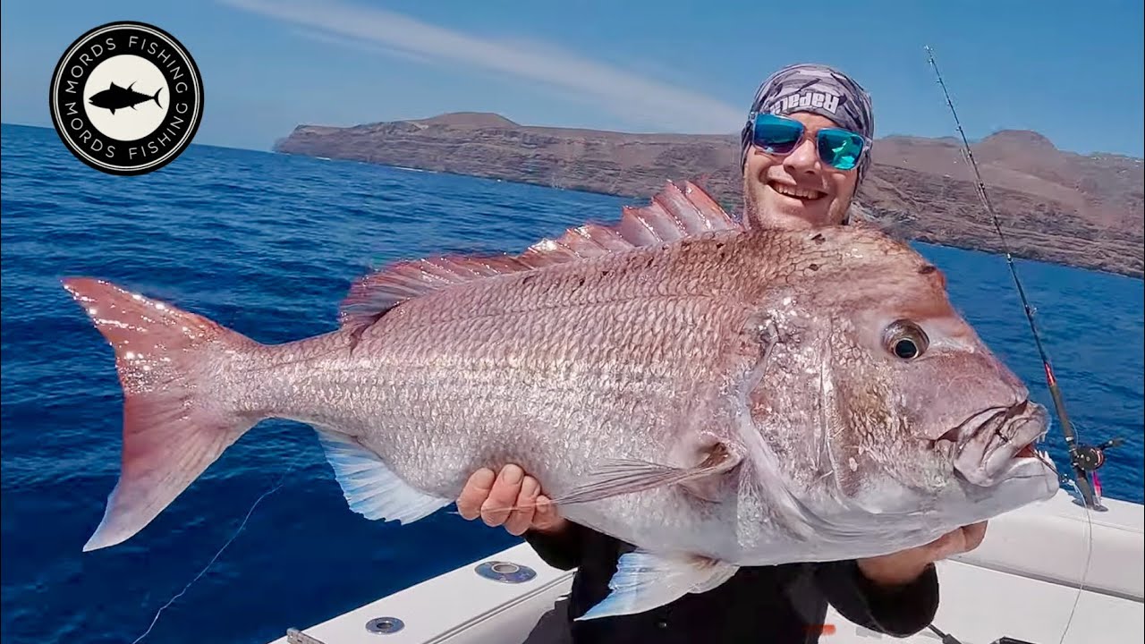 Dentex Bream in the Canaries