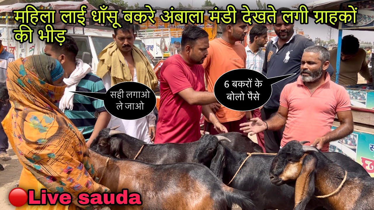 महिला लाई धाँसू बकरे अंबाला मंडी देखते लगी ग्राहकों की भीड़ #live_sauda big goats mandi@farmingbaba