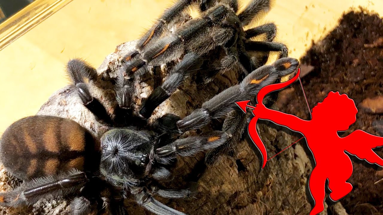 Dopuszczanie wariat&oacute;w - Psalmopoeus irminia