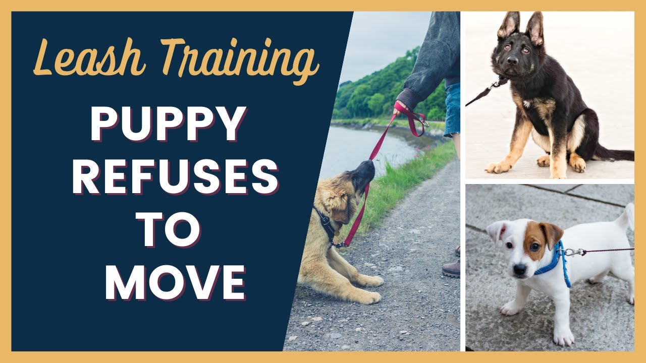 Leash Training a Puppy That Refuses to Walk