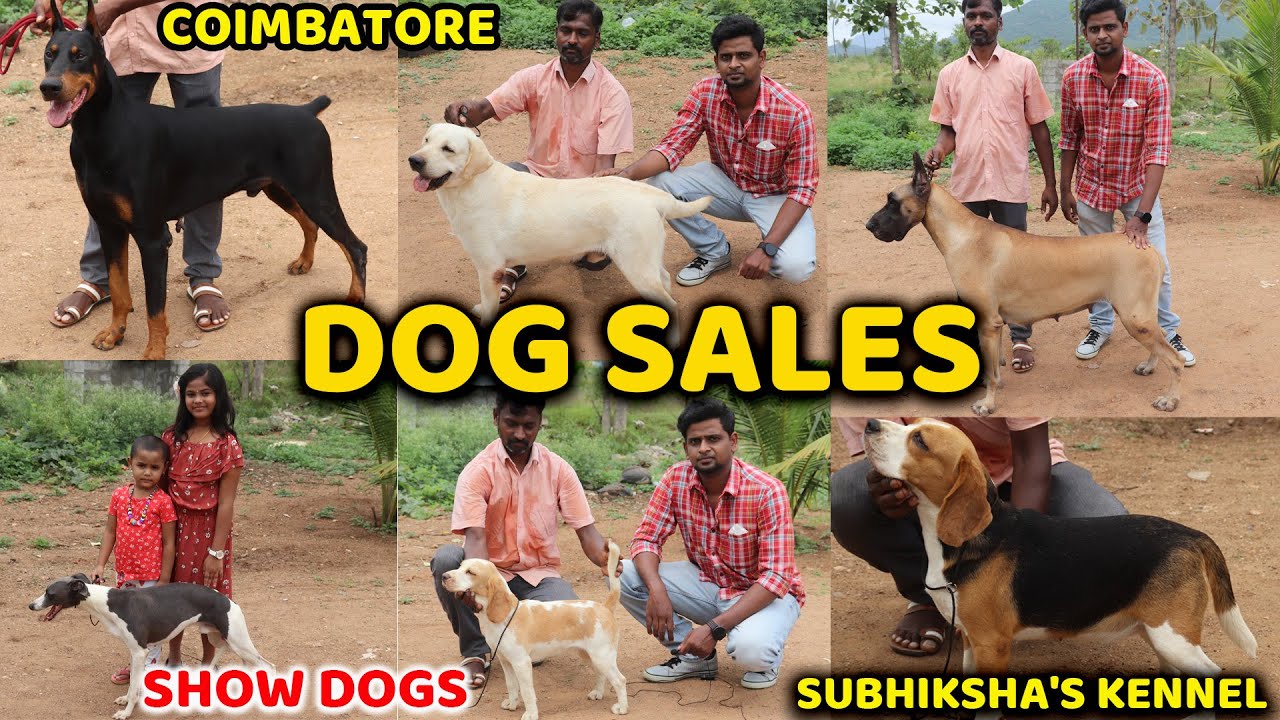 DOG For Sales🐶|Delivery Available| Puppy's Price List|Kennel in Tamilnadu|coimbatore ep -1 SE  VLOGS