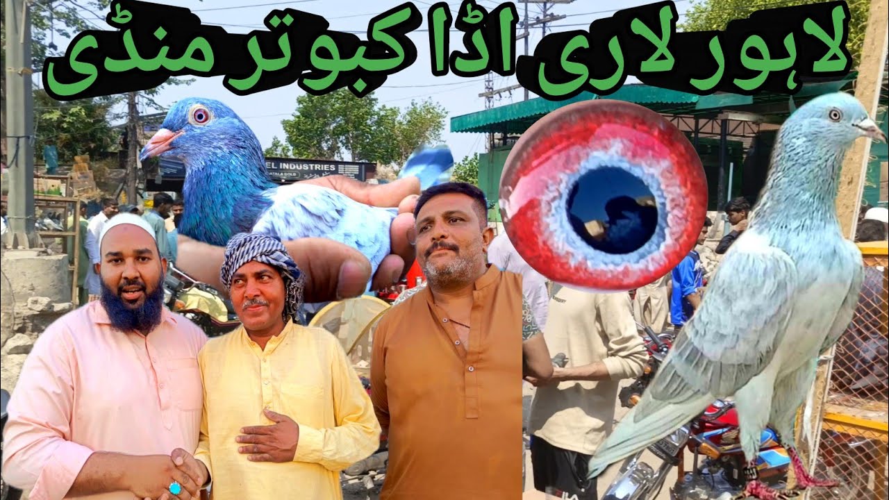 Golden Kabootar Taddy Kabootar Lahore Lari Ada Kabootar Mandi Sunday Market Update 