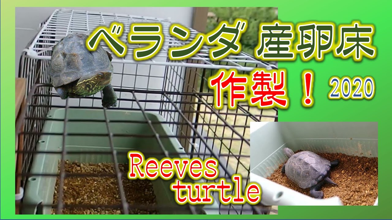 【クサガメ】産卵床を作る！ベランダ飼育[create a spawning bed in balcony.Turtle spawning] Reeves turtle クサガメ飼育