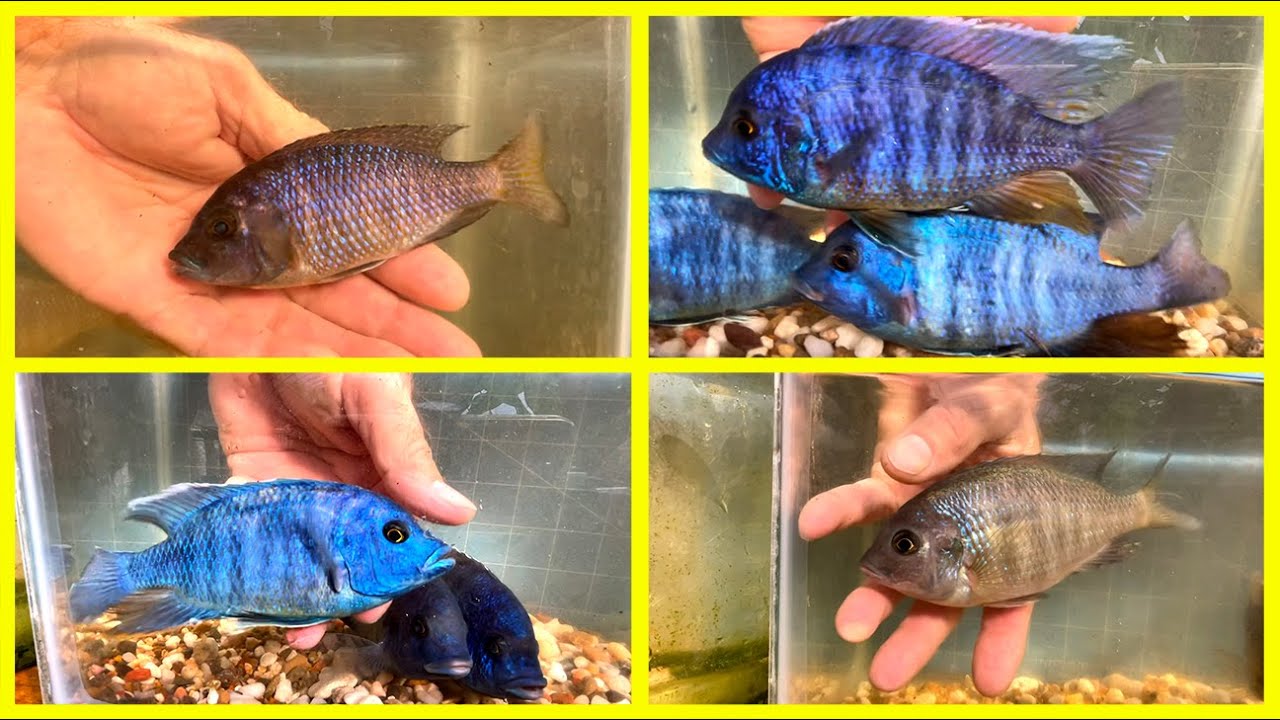 Royal Blue Dolphin Cichlids ••• choosing breeders