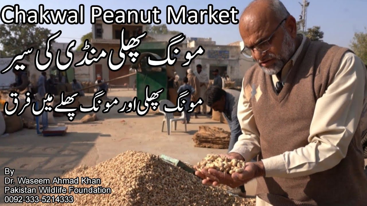 A Visit To Chakwal Peanut Market | Chakwal Moong Phali Mandi ki Sair | How Peanut Is Graded