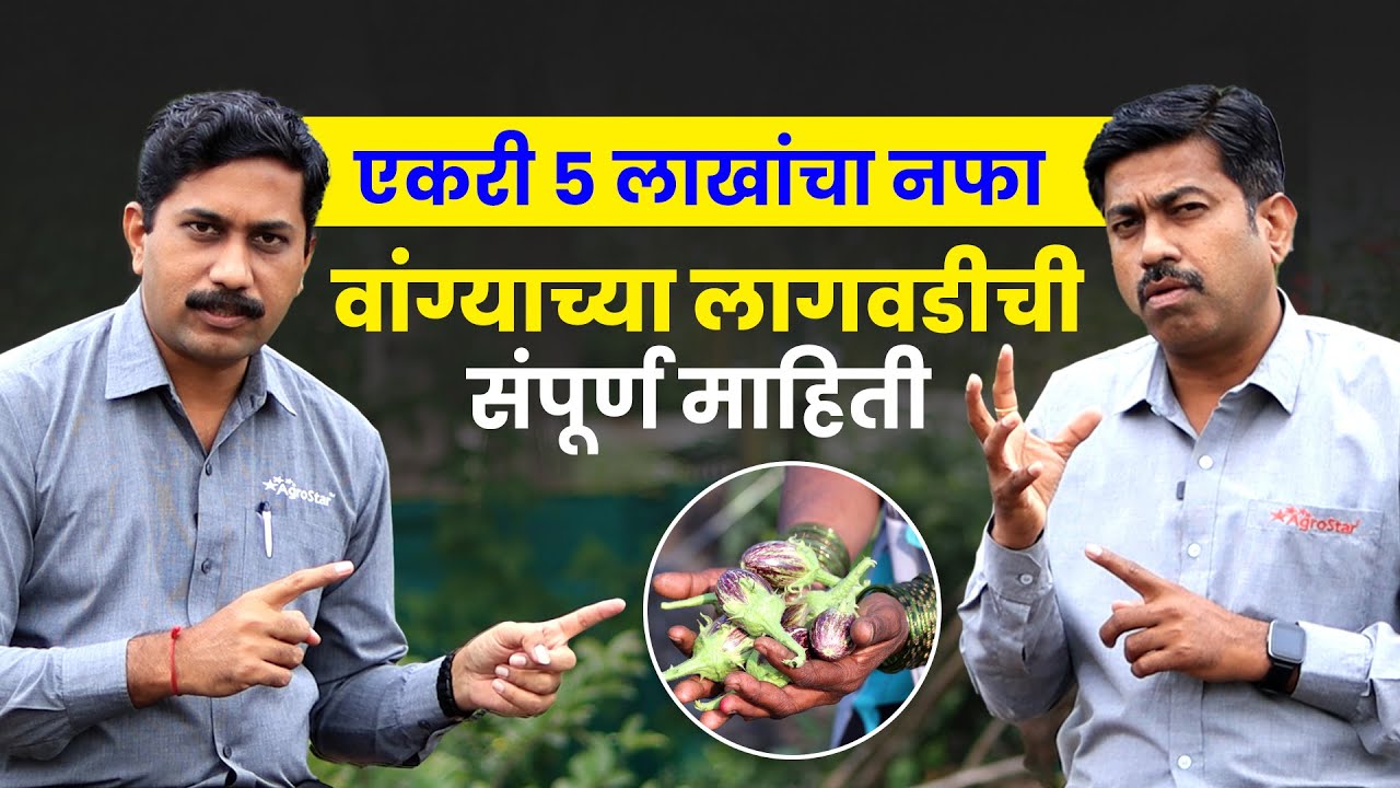 Brinjal Farming | हंगामानुसार वाण, वांगी लागवड पद्धती व रोग नियंत्रण | Brinjal Farming Success Tips