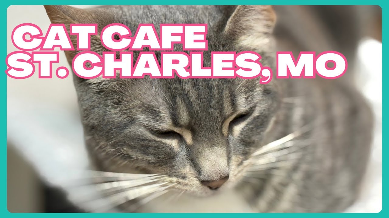 THE MISTAKE I MADE VISITING A CAT CAFÉ IN THE USA | St. Charles, MO Vlog #3
