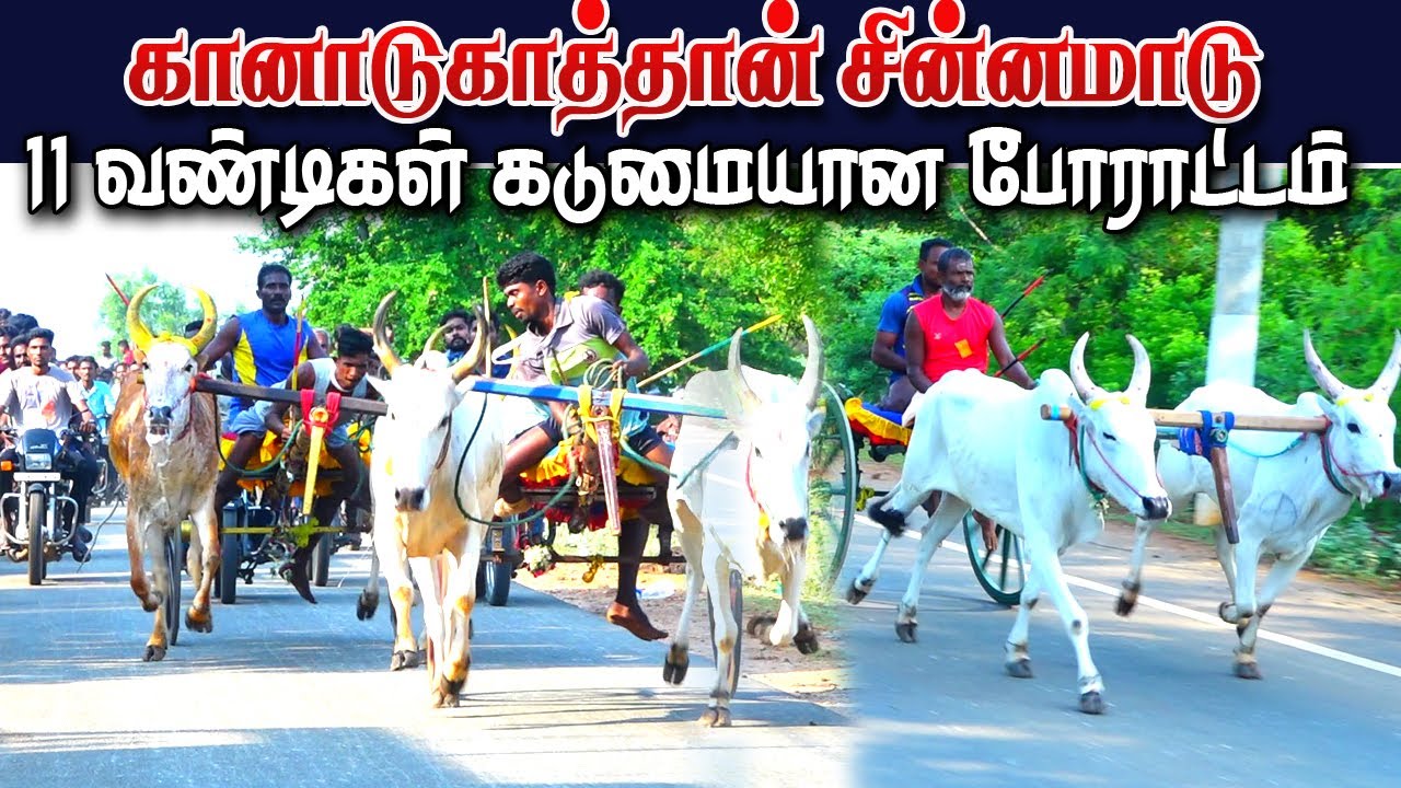 1சின்னமாடு_கானாடுகாத்தான்_31.05.2023#krish_studio Kadaladi_rekla_racekk1