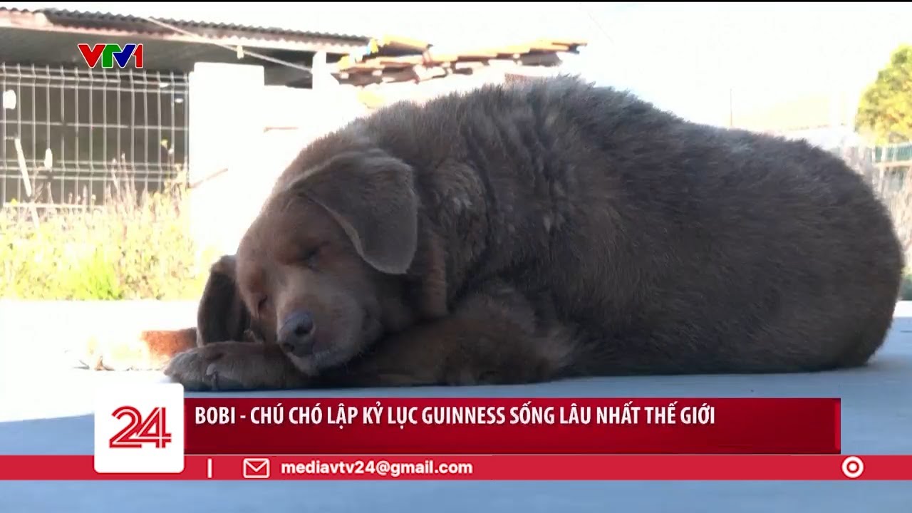 Guinness vinh danh ch&uacute; ch&oacute; sống l&acirc;u nhất thế giới | VTV24