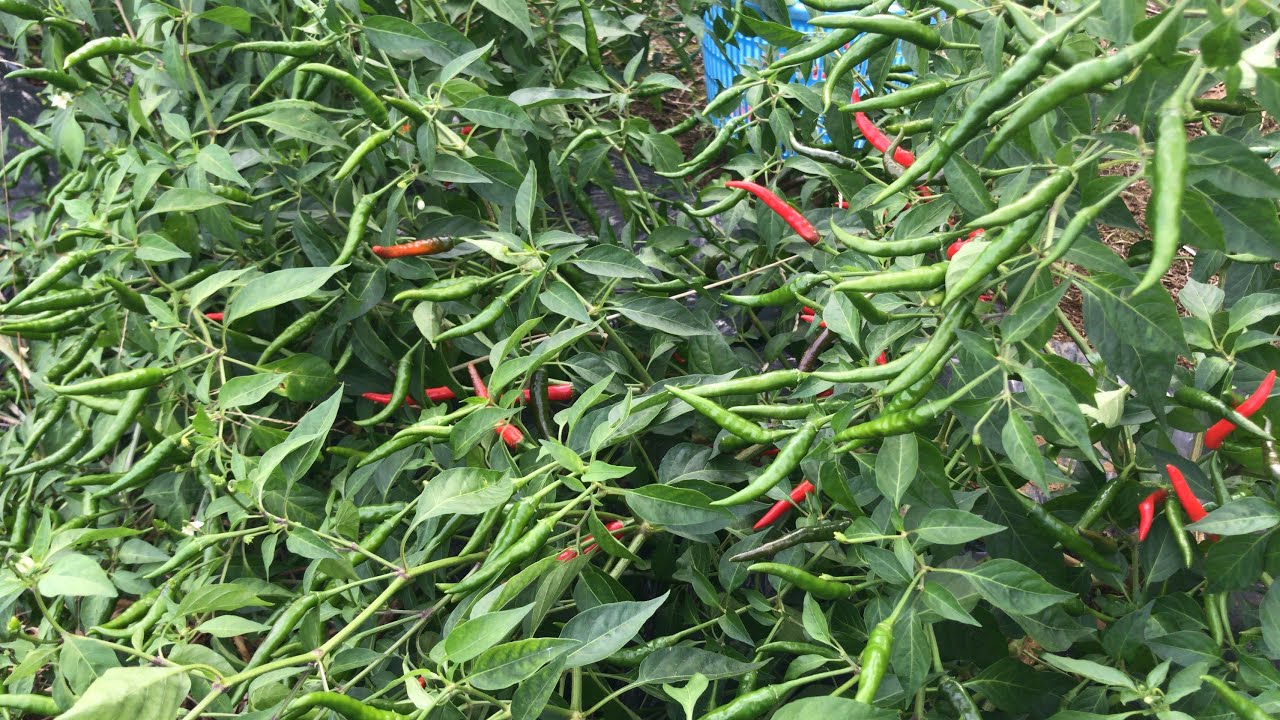 ส่องแปลงพริกขี้หนูซุปเปอร์ฮอท 600ต้น เม็ดงามและดกๆChilli garden tours 090821