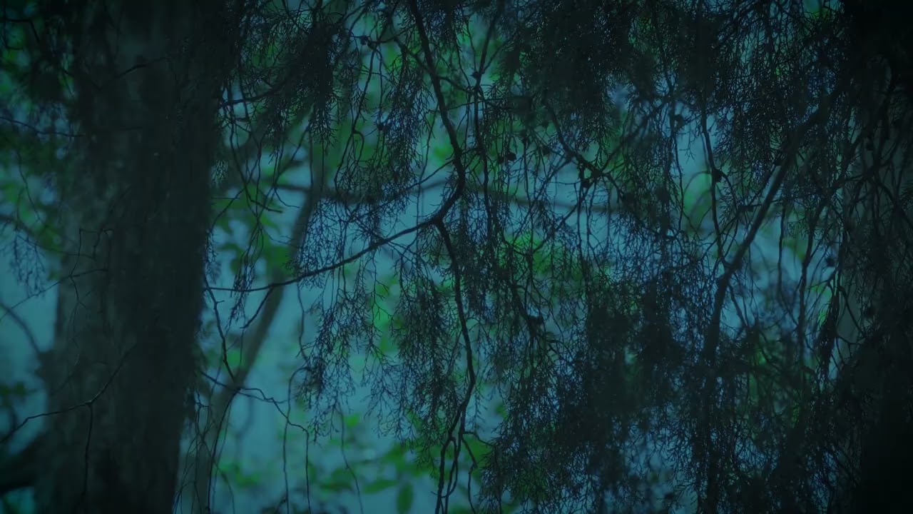 Serene Pine Shadows • Finding Peace Between the Trees