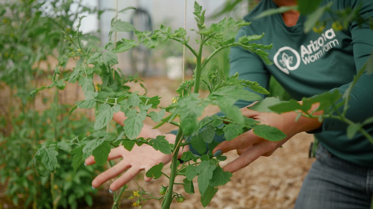 About AZWF Tomato House